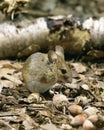 Yellow Necked Mouse, apodemus flavicollis with Hazelnuts Royalty Free Stock Photo