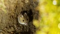 Yellow-necked mouse (Apodemus flavicollis) Royalty Free Stock Photo