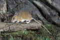 Yellow-necked mouse, Apodemus flavicollis, Royalty Free Stock Photo