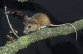 Yellow-necked mouse, Apodemus flavicollis, Royalty Free Stock Photo