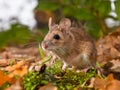 yellow necked mouse in forest Royalty Free Stock Photo