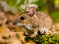 yellow necked mouse in habitat Royalty Free Stock Photo