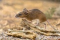 Yellow-necked mouse on rock Royalty Free Stock Photo