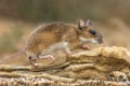 Yellow-necked mouse on rock Royalty Free Stock Photo