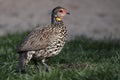 Yellow-necked Spurfowl