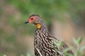 Yellow-necked spurfowl