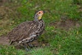 The yellow-necked spurfowl or yellow-necked francolin Royalty Free Stock Photo