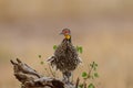 Yellow-necked Spurfowl or Froncolin