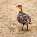 Yellow necked spurfowl looking left