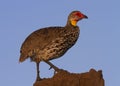 Yellow-necked Spurfowl perched on a rock