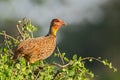 Yellow-necked Spurfowl - Pternistis leucoscepus Royalty Free Stock Photo