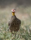 Yellow Necked Spurfowl, Pternistis leucoscepus,  Kenya Royalty Free Stock Photo