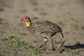 Yellow-necked spurfowl, Pternistis leucoscepus Royalty Free Stock Photo