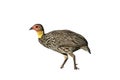 Yellow-necked spurfowl, Pternistis leucoscepus Royalty Free Stock Photo