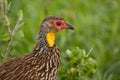 Yellow-necked Spurfowl - Pternistis leucoscepus Royalty Free Stock Photo