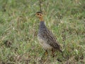 Yellow-necked spurfowl, Pternistis leucoscepus Royalty Free Stock Photo