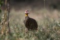 Yellow-necked Spurfowl seen at Masaimara , Kenya