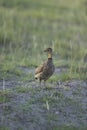 Yellow-necked Spurfowl seen at Masaimara , Kenya Royalty Free Stock Photo