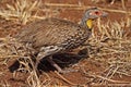 Yellow-necked spurfowl, Tanzania