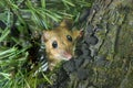 Yellow-necked Wood Mouse