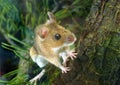 Yellow-necked Wood Mouse (Apodemus flavicollis)