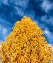 Yellow needles on conifer tree in autumn forest. Blue sky with clouds at background Royalty Free Stock Photo