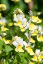 Yellow nemesia flowers Royalty Free Stock Photo
