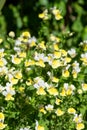 Yellow nemesia flowers Royalty Free Stock Photo