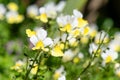 Yellow nemesia flowers Royalty Free Stock Photo