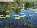 Yellow Nenuphar flower, Water Lily on a lake. Beautiful aquatic plant and flower grows in European ponds and rivers outdoor Royalty Free Stock Photo