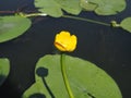 Yellow Nenuphar flower, Water Lily on a lake. Beautiful aquatic plant and flower grows in European ponds and rivers outdoor