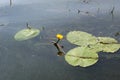 Yellow Nenuphar flower, Water Lily on a lake. Beautiful aquatic plant and flower grows in European ponds and rivers