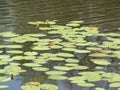 Yellow Nenuphar flower, Water Lily on a lake. Beautiful aquatic plant and flower grows in European ponds and rivers outdoor