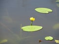 Yellow Nenuphar flower, Water Lily on a lake. Beautiful aquatic plant and flower grows in European ponds and rivers outdoor