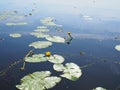 Yellow Nenuphar flower, Water Lily on a lake. Beautiful aquatic plant and flower grows in European ponds and rivers outdoor