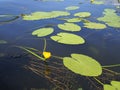 Yellow Nenuphar flower, Water Lily on a lake. Beautiful aquatic plant and flower grows in European ponds and rivers outdoor