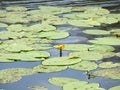 Yellow Nenuphar flower, Water Lily on a lake. Beautiful aquatic plant and flower grows in European ponds and rivers outdoor