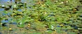 Yellow Nenuphar flower, Water Lily on a lake. Royalty Free Stock Photo