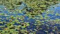 Yellow Nenuphar flower, Water Lily on a lake.