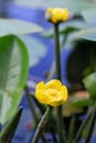 Yellow nenuphar water lilies flowers on a blurred background