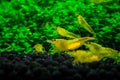 Yellow neocaridina shrimp water pet aquarium home