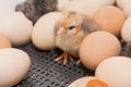 Yellow newborn chicken cute small chick near hatching eggs in incubator, close-up poultry farming Royalty Free Stock Photo