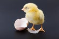 Yellow newborn chicken with feather and egg shells Royalty Free Stock Photo