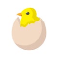 Yellow newborn chicken hatched from the egg icon