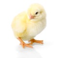 Yellow newborn chicken on reflective white