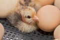 Yellow newborn little chicken cute small chick near hatching eggs in incubator, close-up poultry farming Royalty Free Stock Photo