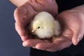 Yellow newborn little chicken in open male palms. Royalty Free Stock Photo