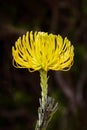 Yellow flower nodding pincushion