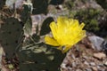 Yellow Nopal Flower on Agualeguas