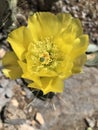 Close up Yellow Nopal Flower on Agualeguas